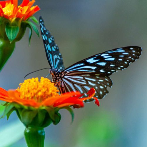closeup-shot-of-a-beautiful-butterfly-with-interes-2023-11-27-05-19-04-utc