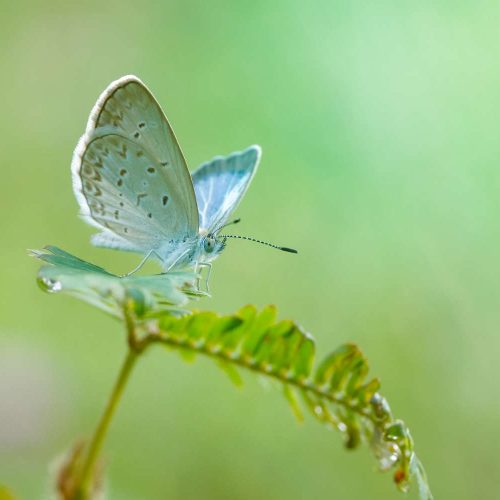 litle-butterfly-2023-11-27-05-02-12-utc (1)