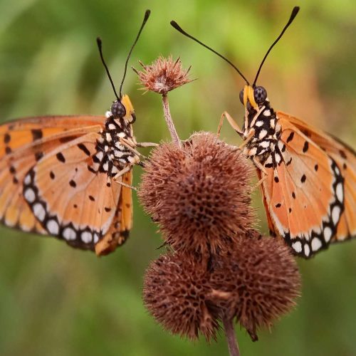 twin-orange-butterfly-2023-11-27-05-15-01-utc (1) (1)