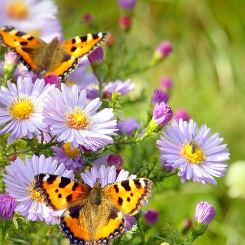 two-butterfly-on-flowers-2023-11-27-05-24-23-utc (1) (1)